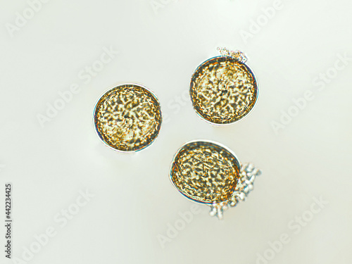 Bilde på lerret Coscinodiscus sp. algae under microscopic view