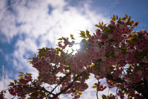 Cherry blossoms with sunshine