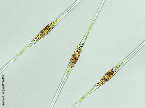 Quadro su tela Cylindrotheca sp. algae under microscopic view, diatoms