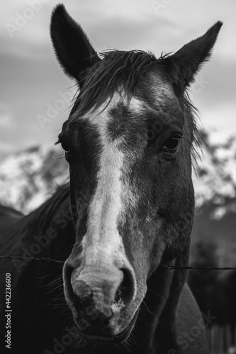 Headshot of a horse with mountains in the background