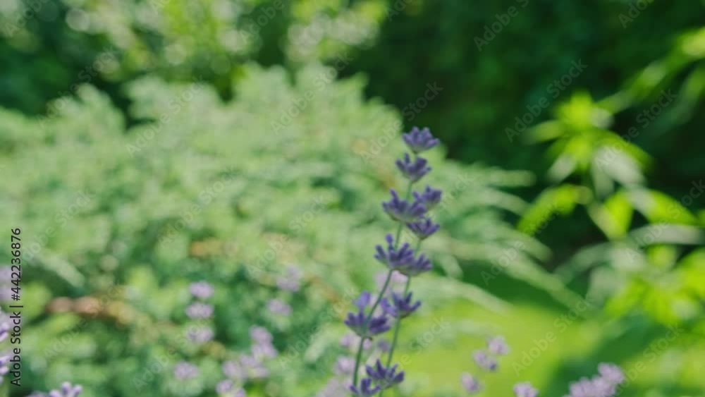 girl in home garden hugs, touches and strokes lavender flowers, summer day. girl in home garden hugs, touches and strokes lavender flowers, summer day.