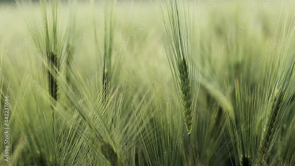 Ears of wheat close up. Growing Wheat field in sunset. Field of green raw wheat swaying. Peaceful scene. Slow motion video. Ears of wheat close up. Growing Wheat field in sunset. Field of green raw wheat swaying. Peaceful scene. Slow motion video.