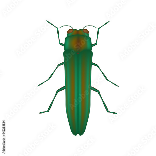 The emerald ash borer icon, 3d vector illustration, Agrilus planipennis
