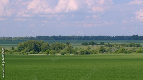 Green field with grass and trees on horizon with cloud on blue sky. photo