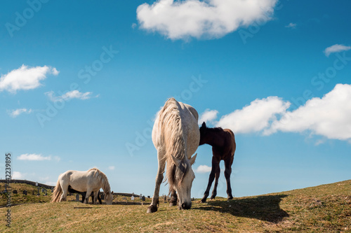 White mother horse and small cute foal in a field on warm sunny day. Rich blue cloudy sky. Equine industry. Family concept