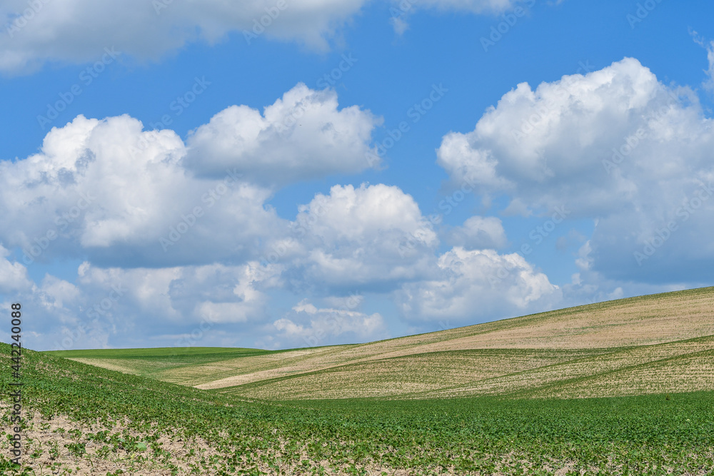 Close up of soybean field with blue sky background. Copy space. 