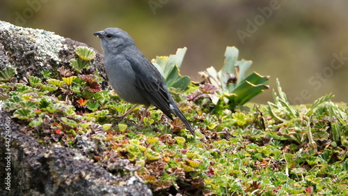 Plumbeous sierra finch (Phrygilus unicolor) in the Antisana Ecological Reserve outside of Quito, Ecuador photo