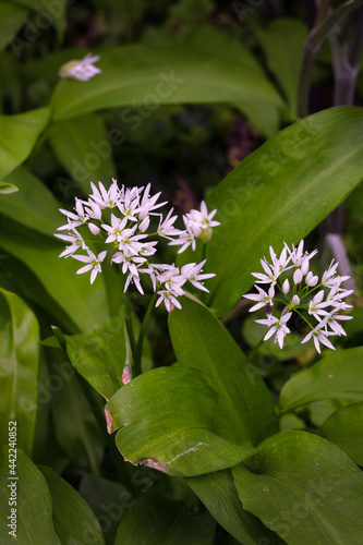 Fragrant wild garlic or Allium ursimum growing in spring in a wood, close up