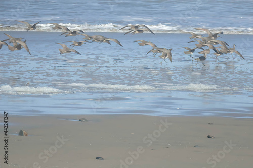 Hudsonian whimbrels in surf on Oregon beach photo