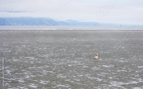 Lone seagull on the shore  photo