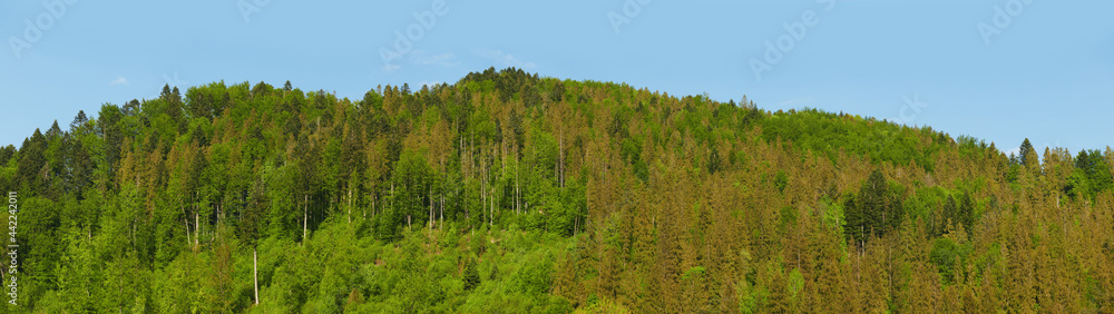 Mountain with forest. Autumn landscape. Panorama pattern of trees. Forest reserve template for design.