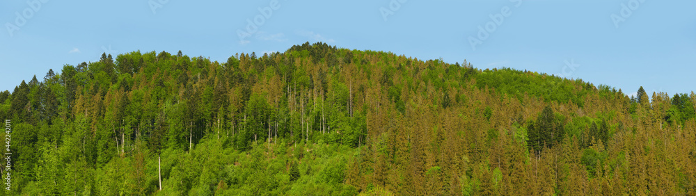 Mountain with forest. Autumn landscape. Panorama pattern of trees. Forest reserve template for design. Mountain with forest. Autumn landscape. Panorama pattern of trees. Forest reserve template for design.
