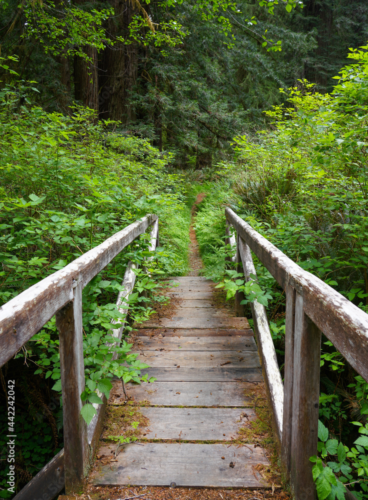 Fototapeta premium Wooden Bridge in the Forest