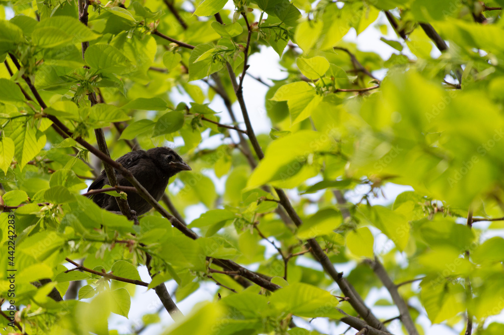 Baby Common Grackle waiting for Mommy. Looking around for mom in to come. Baby Common Grackle waiting for Mommy. Looking around for mom in to come.