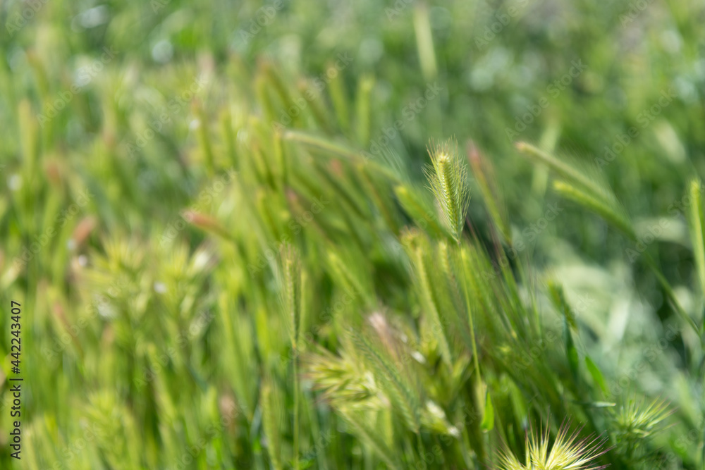 Field of grass. Green grass natural background. Green rye or wheat spikelets. Natural grassland Field of grass. Green grass natural background. Green rye or wheat spikelets. Natural grassland
