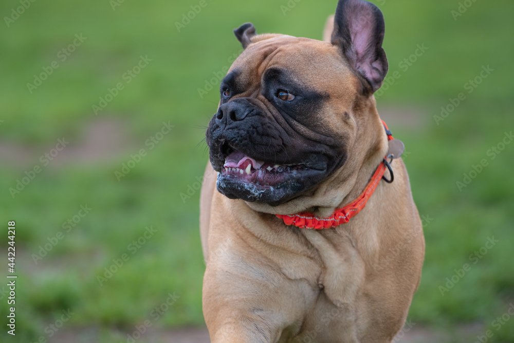 2021-06-28 BULLMASTIFF RUNNING WITH EARS UP AND A GREEN BACKGROUND