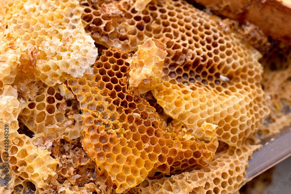 Old honeycomb close-up with the remains of honey. Beekeeping on the farm. Breeding of bees and extraction of honey. Selective focus. Old honeycomb close-up with the remains of honey. Beekeeping on the farm. Breeding of bees and extraction of honey. Selective focus.