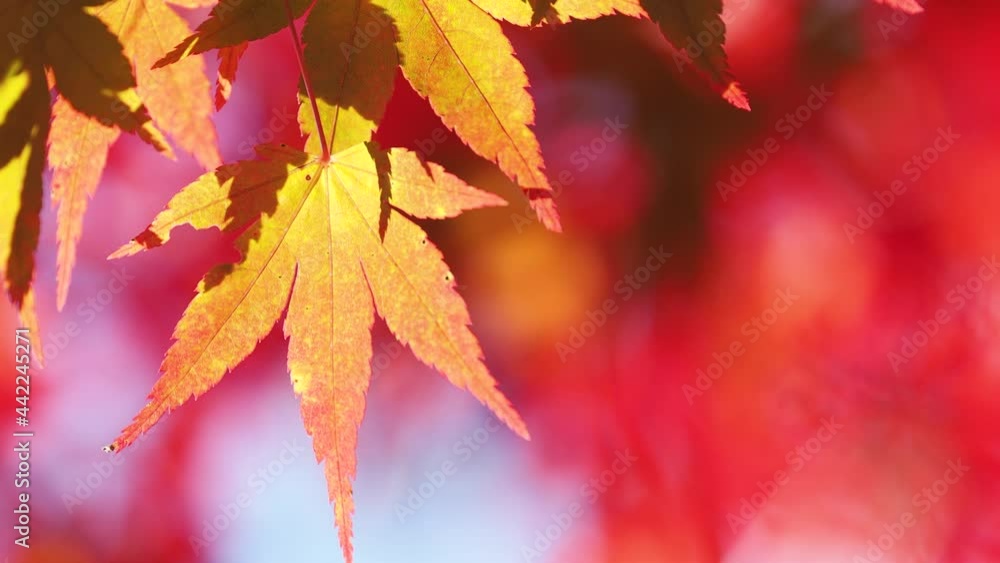 Red maple leaves shaking in bright bokeh background during autumn in Japan
Red maple leaves shaking in bright bokeh background during autumn in Japan