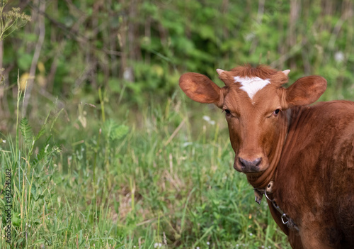 A brown young calf grazes on the green grass in a field close-up.