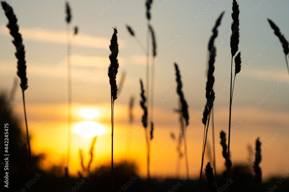setting summer sun in nature, evening sunset. setting summer sun in nature, evening sunset.