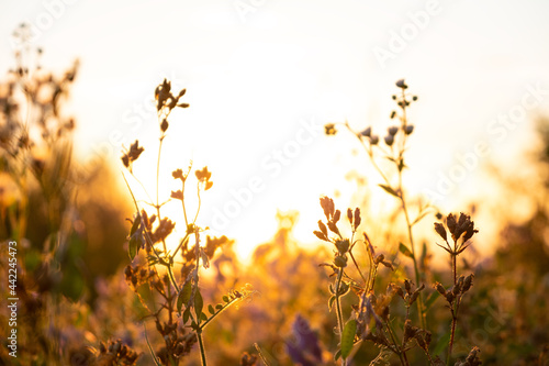 sunrise over the field, view of grass in soft warm colors at summer dawn, early warm morning