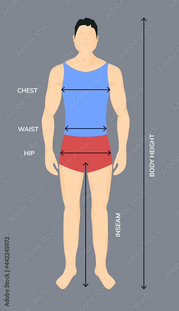 Man anatomy silhouette size. Human body full measure male figure waist ...