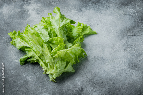 Green salad lettuce leaves, on gray background with copy space for text