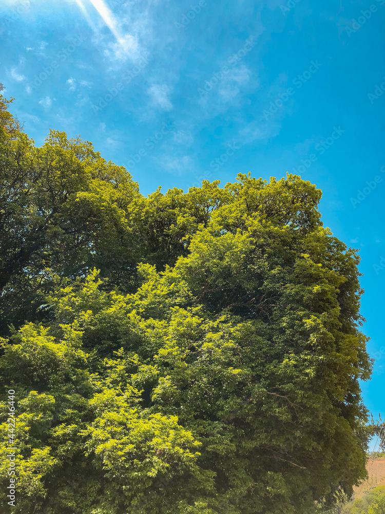 trees and sky