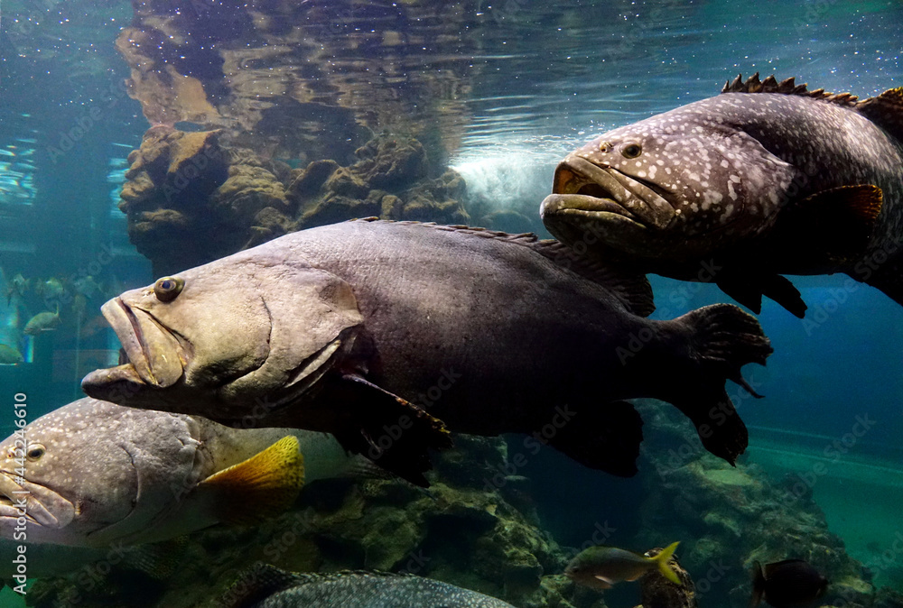 Foto de Giant grouper (Epinephelus lanceolatus), also known as the Queensland grouper, brindle