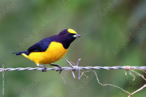 male Purple-throated Euphonia (Euphonia chlorotica) perched, isolated, on a barbed wire