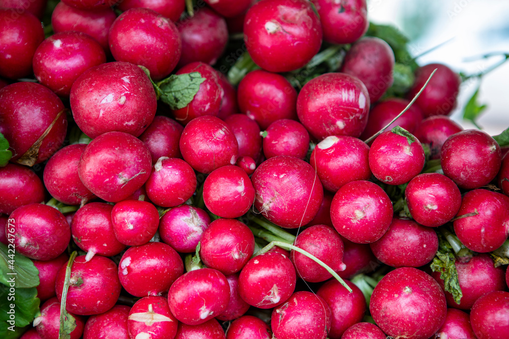 Stack of radish at the brazilian market stall Stack of radish at the brazilian market stall