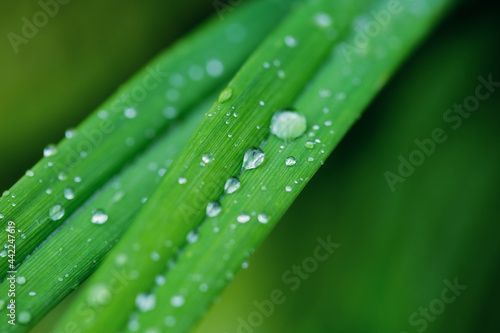 Beautiful green leaf texture with drops of water after the rain, close up