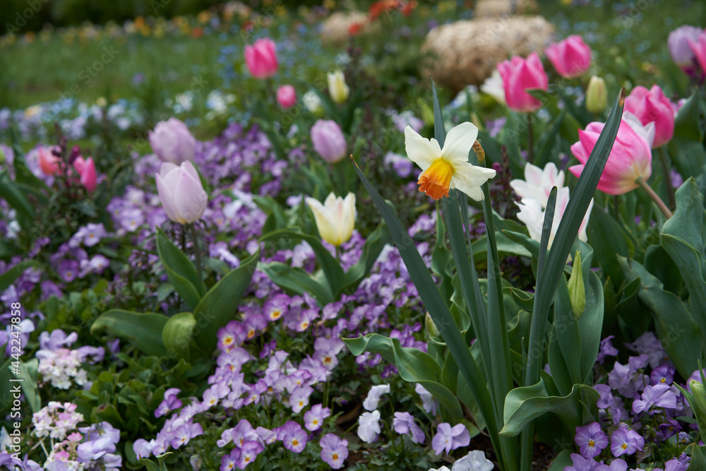 Fototapeta premium A beautiful narcissus blooming with colorful flowers
