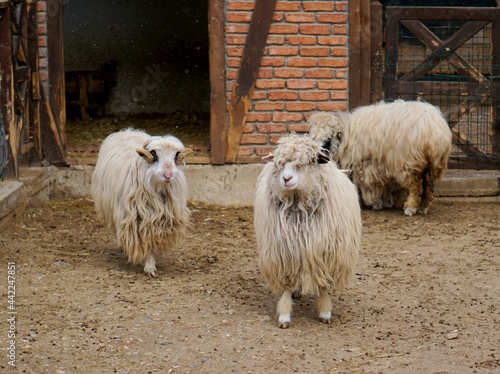 goats
