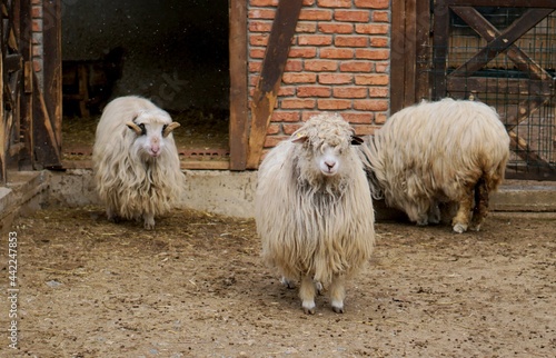 goats