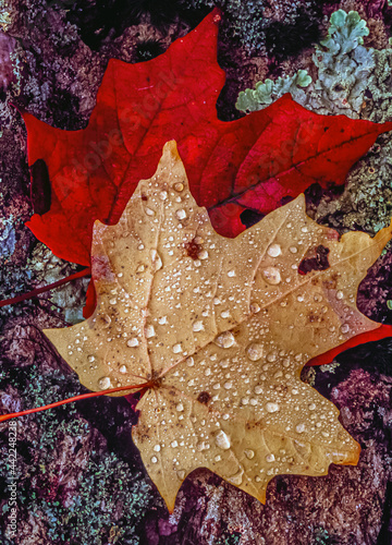 Autumn leaves in forest