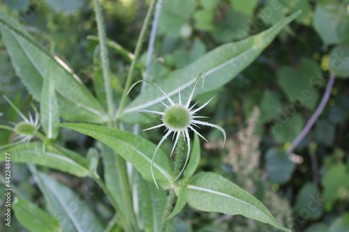 Wild Teasel