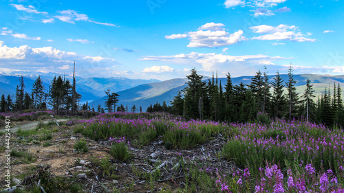 Purple Flowers in the mountains around Nelson, BC. 