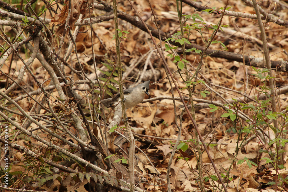Alert Tufted Titmouse Alert Tufted Titmouse