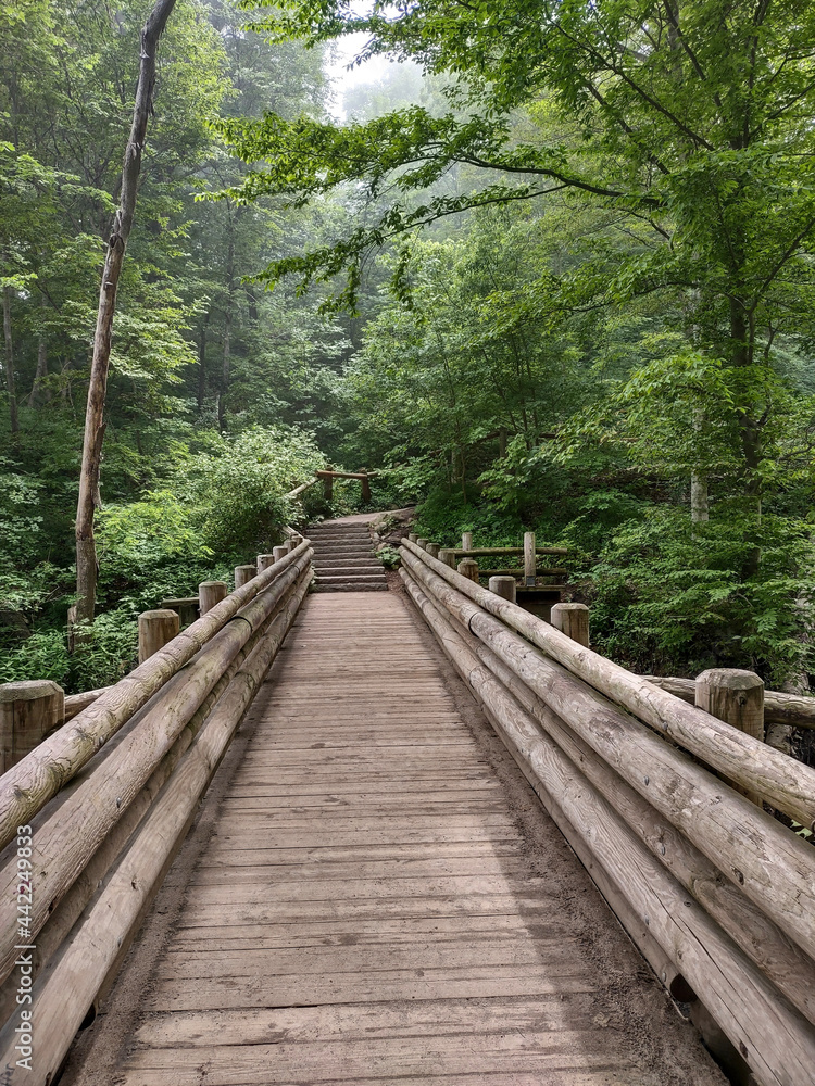 wooden bridge in the forest wooden bridge in the forest