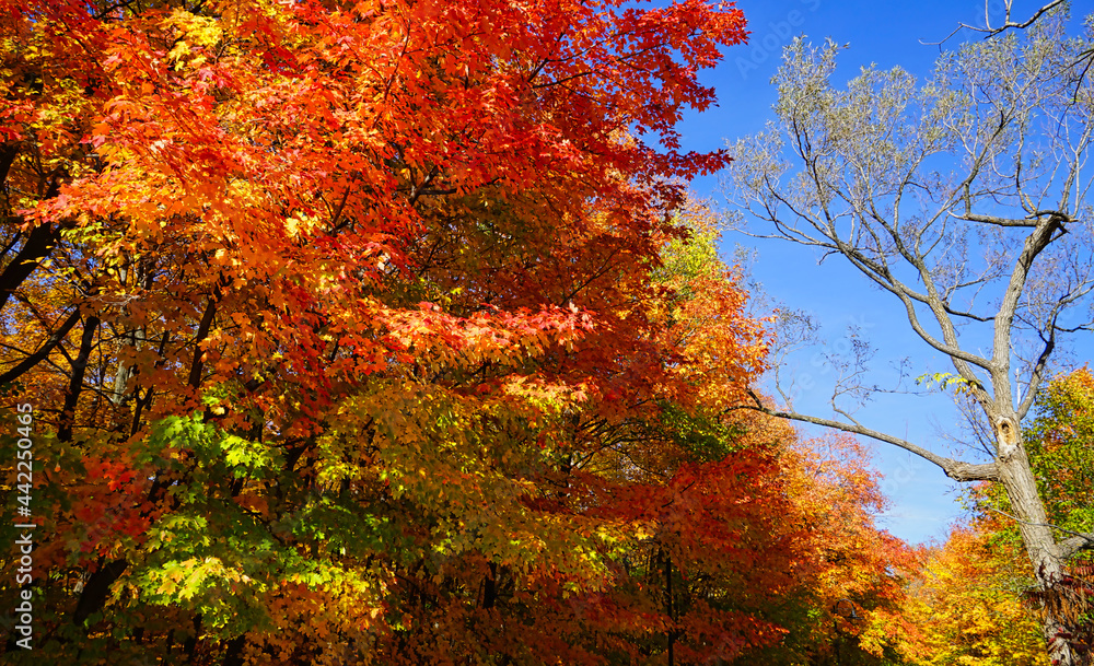 Colorful beautiful maple leaves in autumn. This is a romantic season.