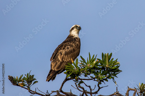 Osprey perched on Banksia Tree