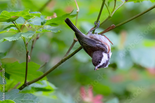 Chestnut backed Chickadee photo