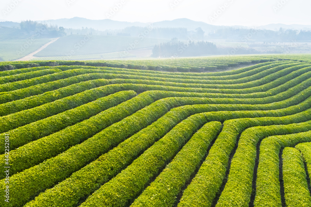 aerial view of tea plantation landscape
