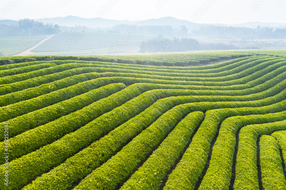 aerial view of tea plantation landscape aerial view of tea plantation landscape