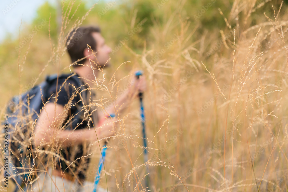 Obraz premium hiker with tyrekking stick walking on trekking trail in dry meadow
