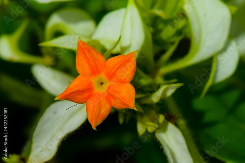 orange lily in the garden © Rommel