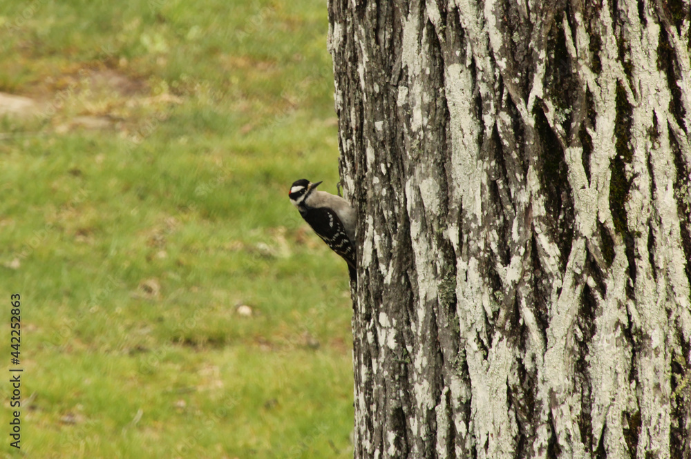 Obraz premium Hairy Woodpecker