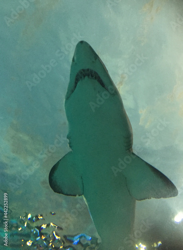 Canvas Print Toronto, ONT, Canada - August 28, 2016: Looking up at the underside of a shark i