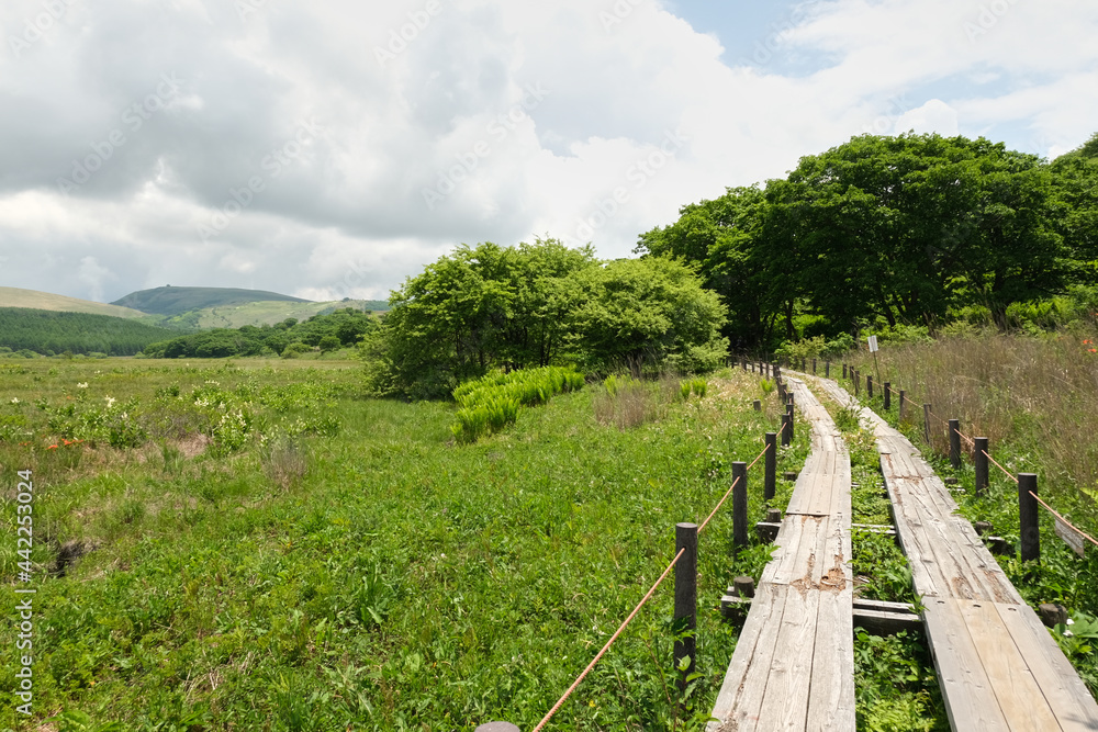 Fototapeta premium 夏の霧ケ峰湿原 七島八島 八島湿原 信州ビーナスライン